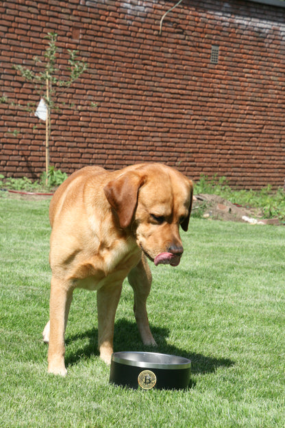 Hundenapf